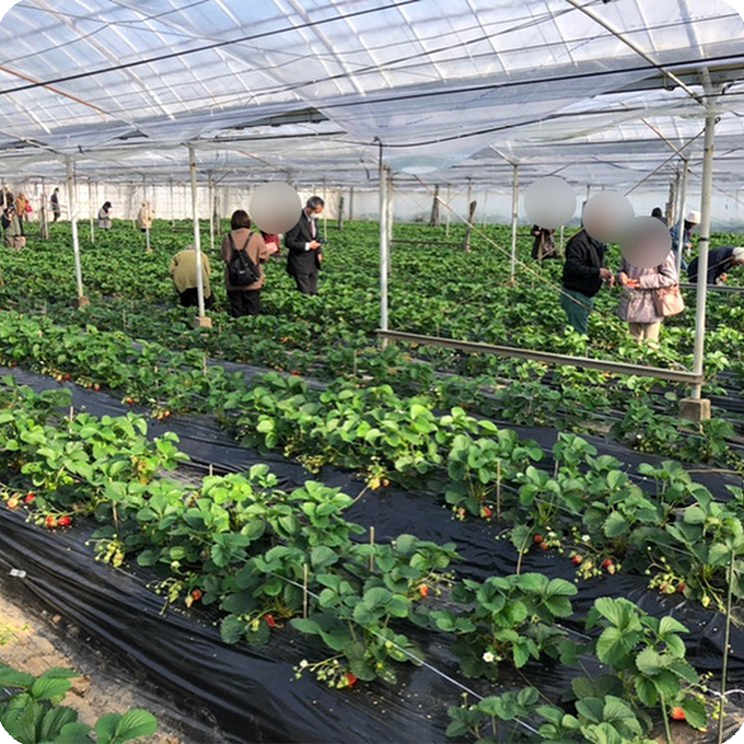 イチゴ狩りの画像