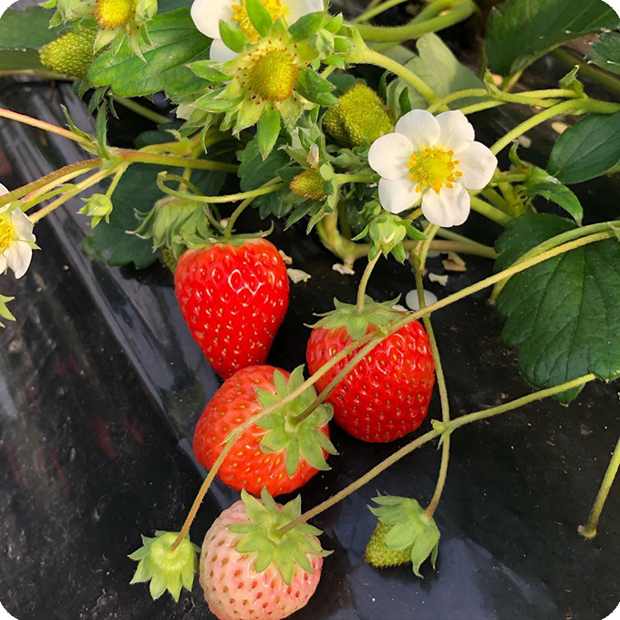 イチゴが実っている画像