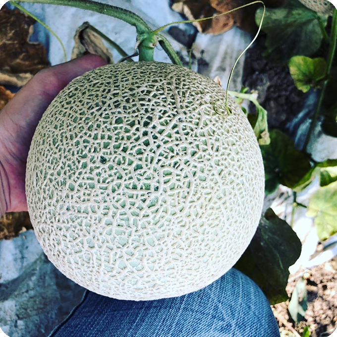 メロンが実っている画像